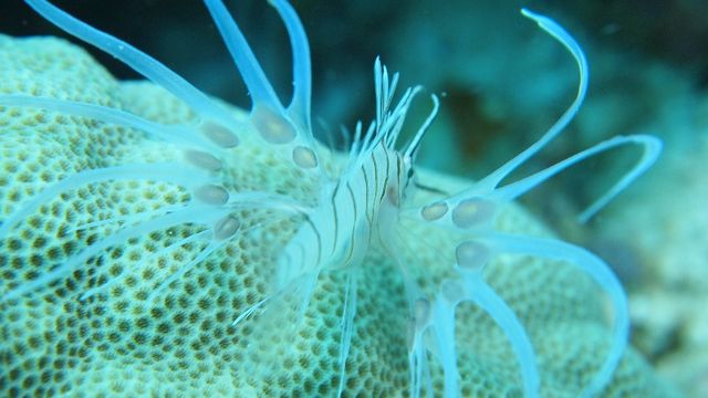 LION Fish